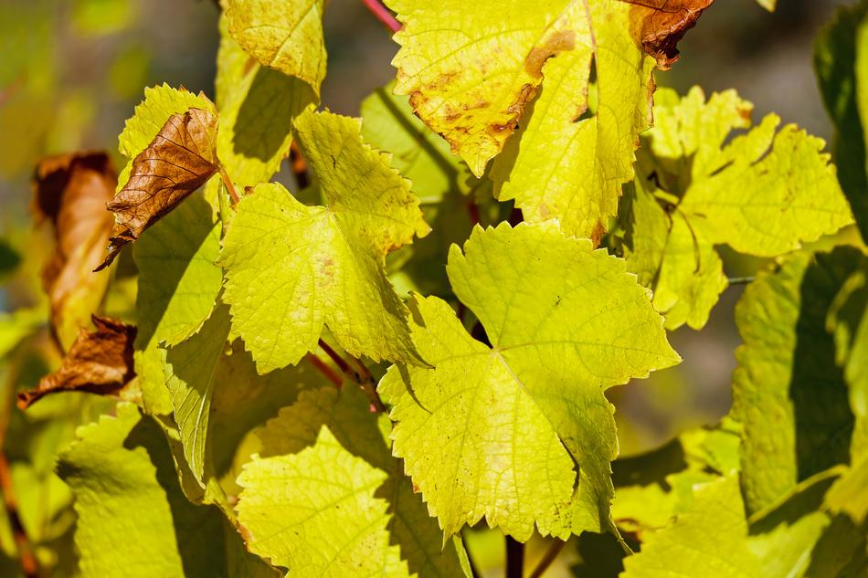 Wine Leaf Bright