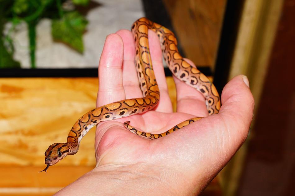 little snake on your arm