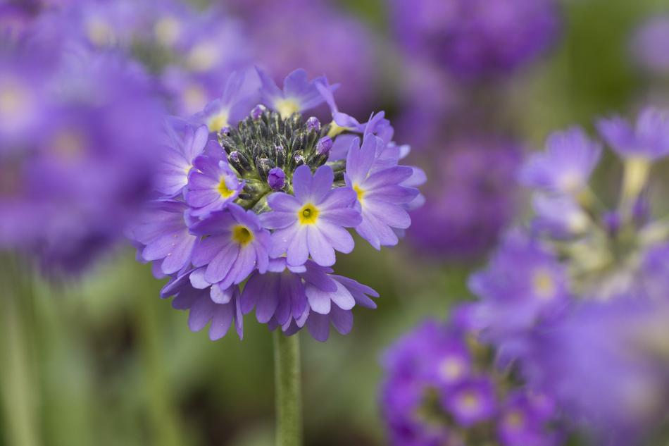 Primrose Primelart Flowers