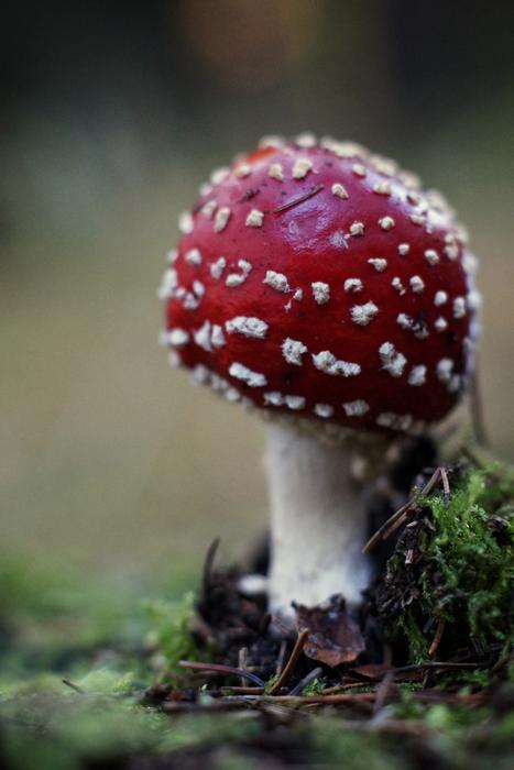 Autumn Mushroom in Forest