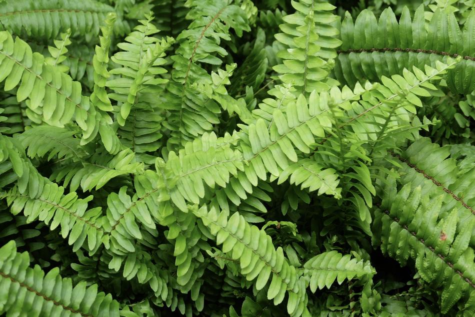 Fern Green Sun