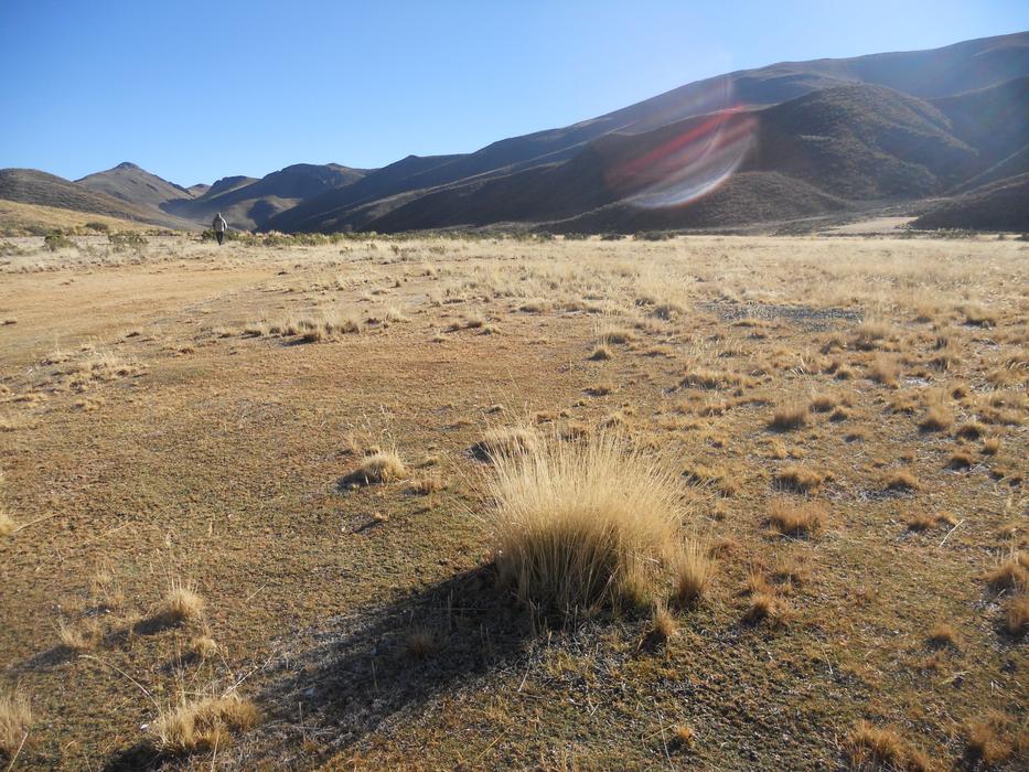 Highlands Bolivia Brava Straw