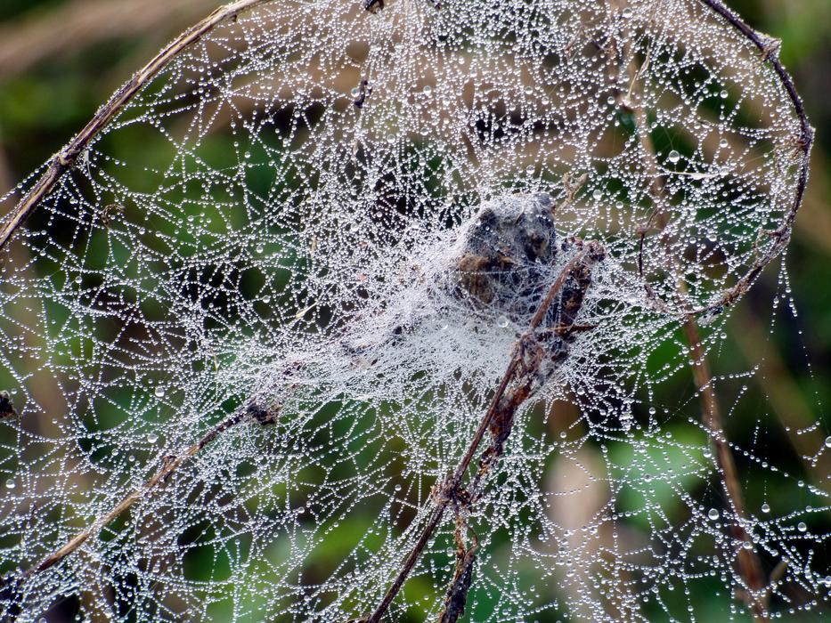 Canvas Spider Drops
