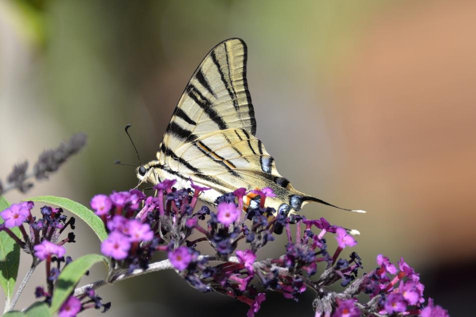 Butterfly Tigerprint Bug