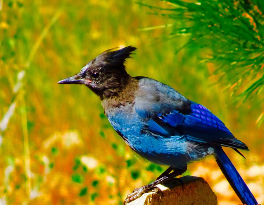 blue bird on the background of an autumn meadow