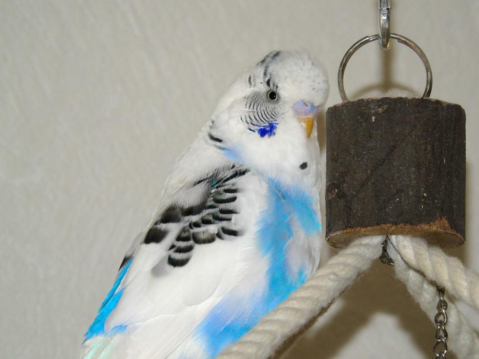 Cute parrot on a string