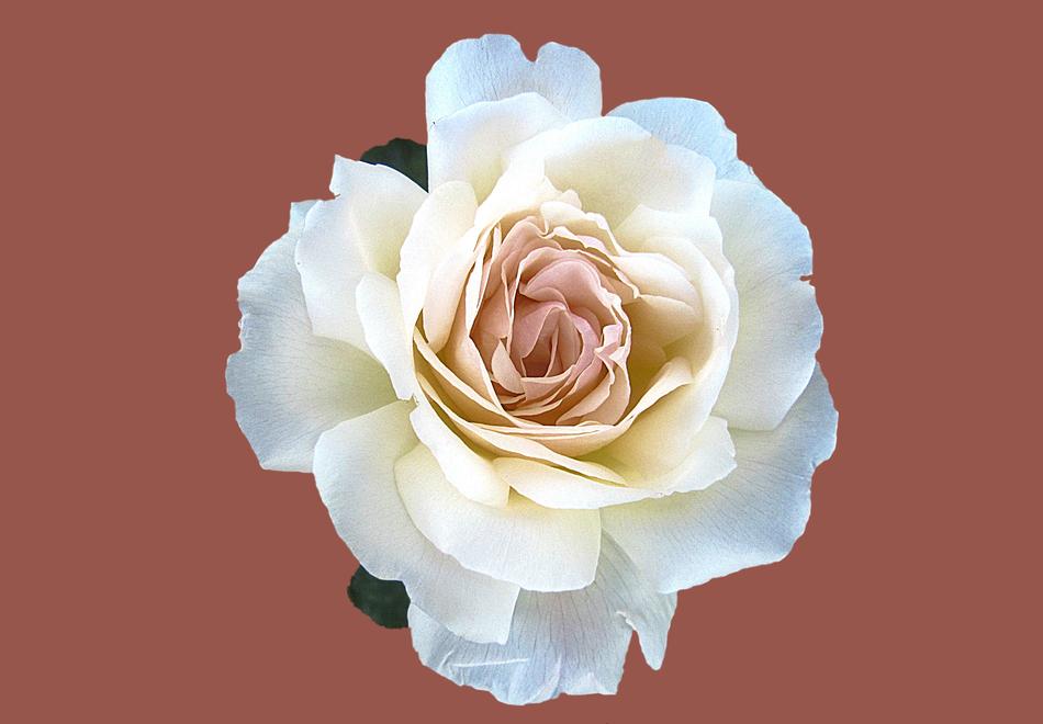Noble Rose Marie-Luise Marjan