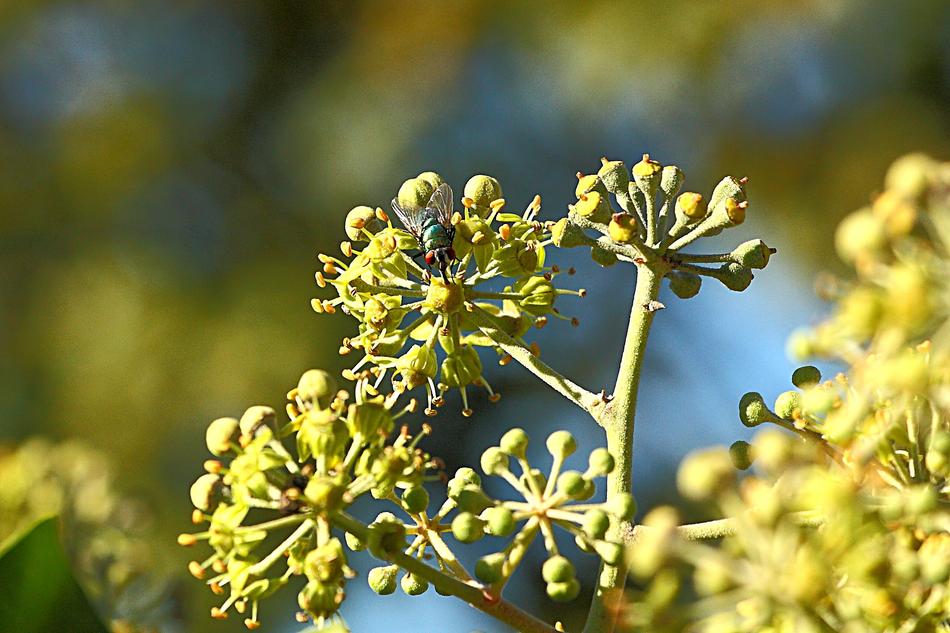 green fly on inflorescence on a blurred background