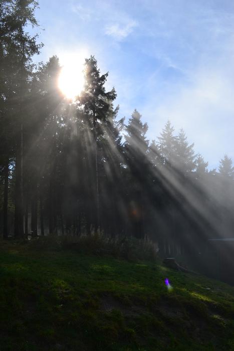 Sunshine Resin Firs