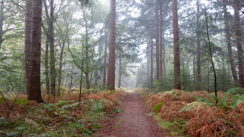 Autumn Nature Forest
