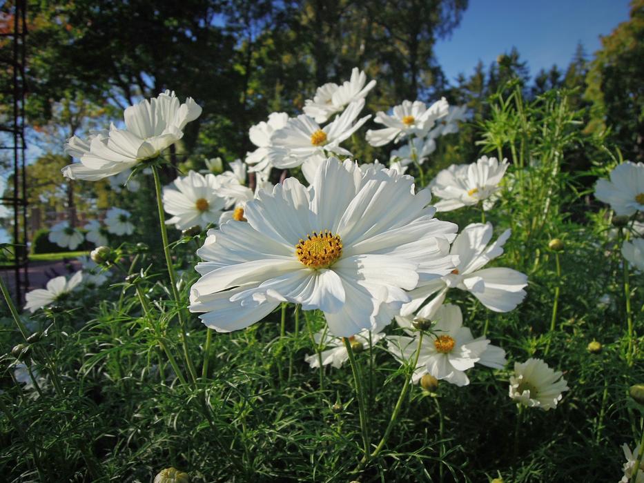 Flower White Nature