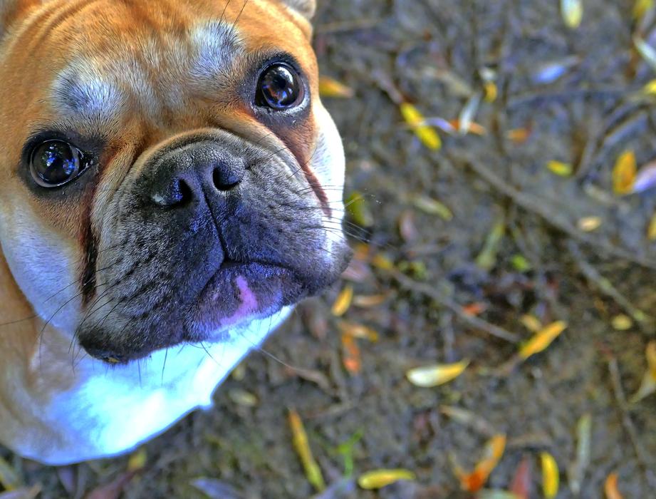 French Bulldog, face of cute Dog looking up