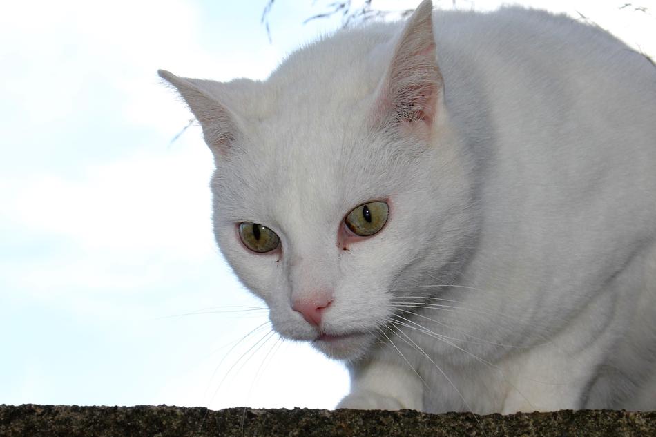 white cat on the white background