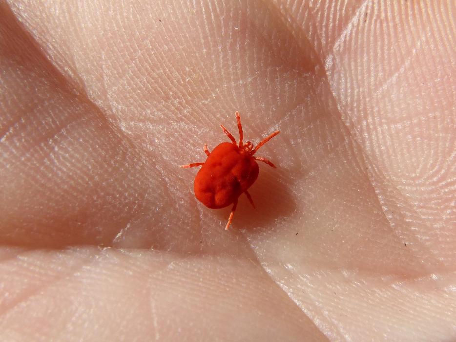 red bug on the palm