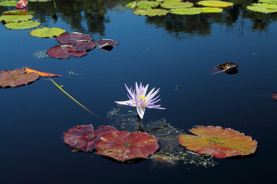 Waterlilly Flower Texas