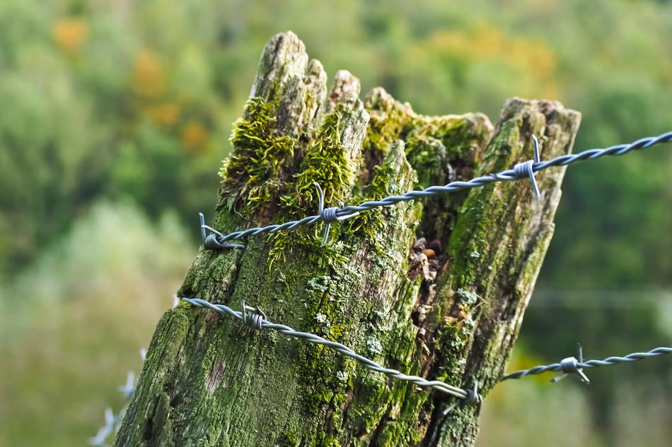 Wood Pile wire