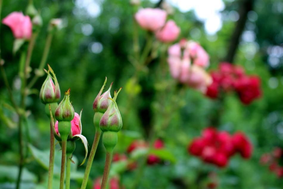Roses Pink Blossom