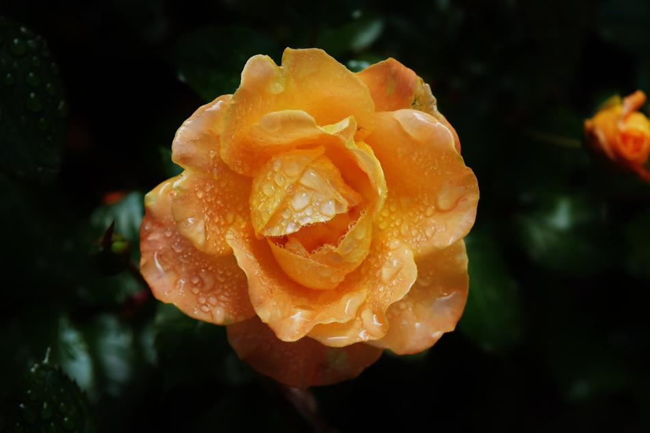 Rose Orange Color