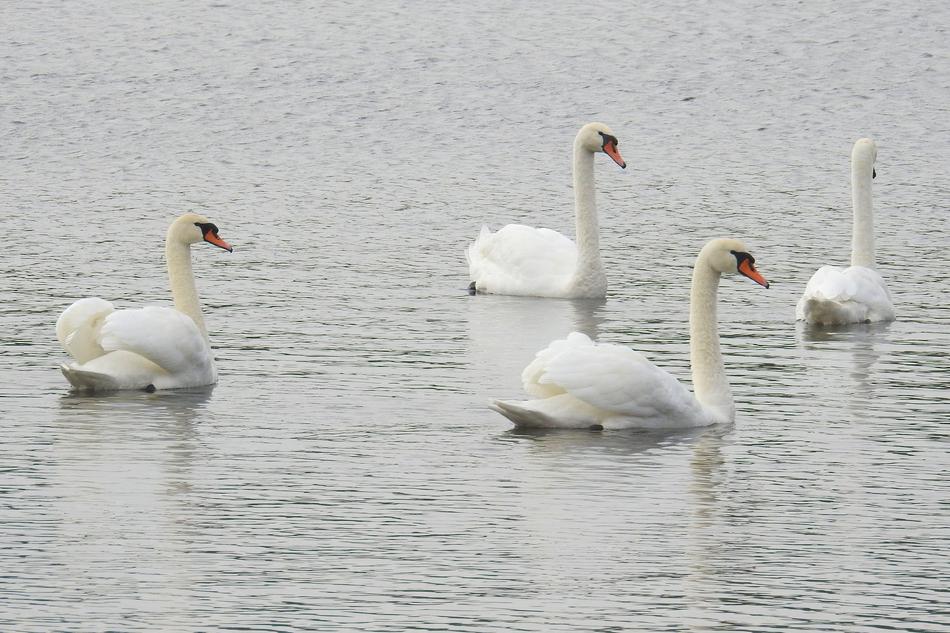 Swans Mute Water