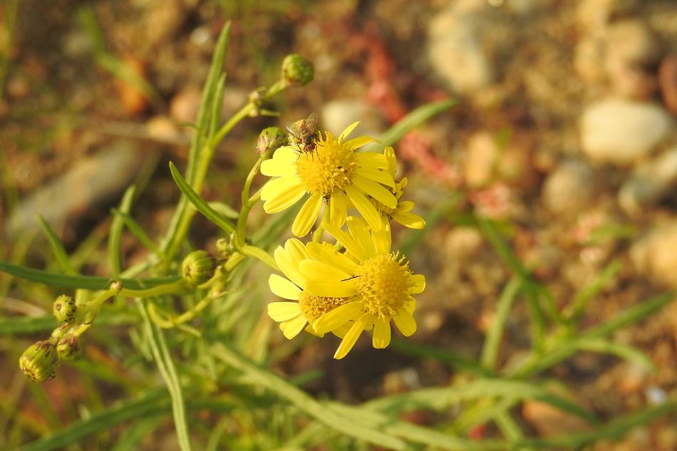 flying insect on a yellow flower