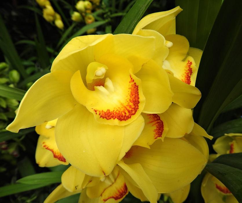 Cymbidium Orchid Flower