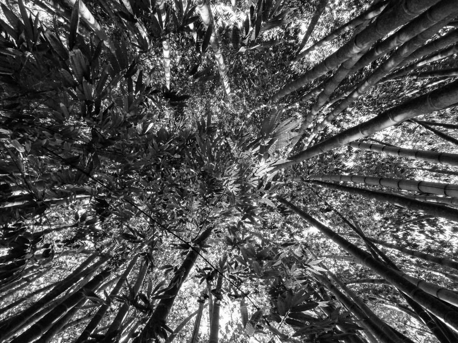 Trees Nature Forest