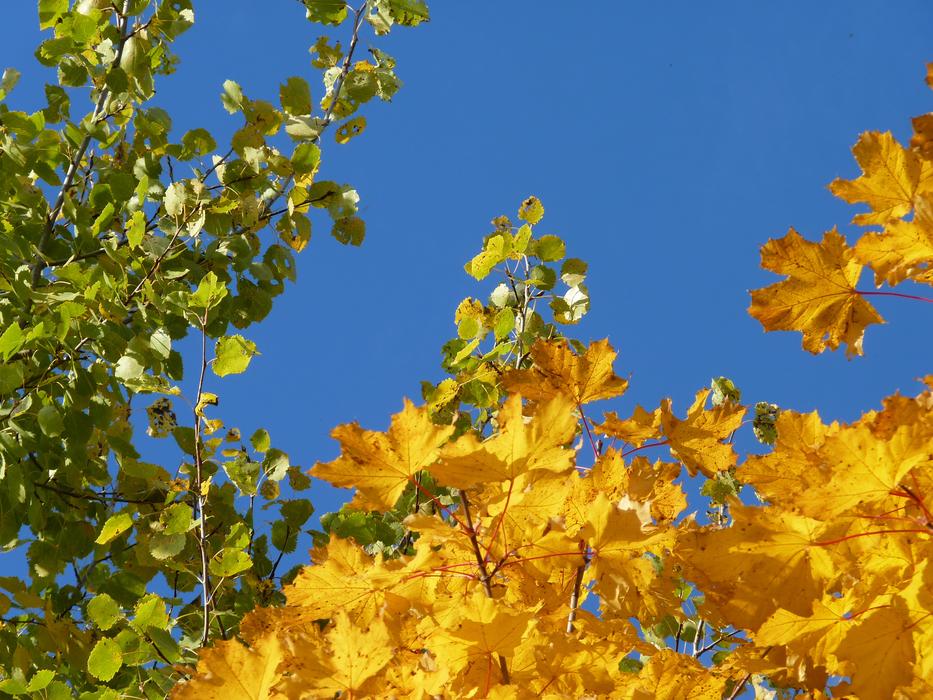 Tree Birch Maple