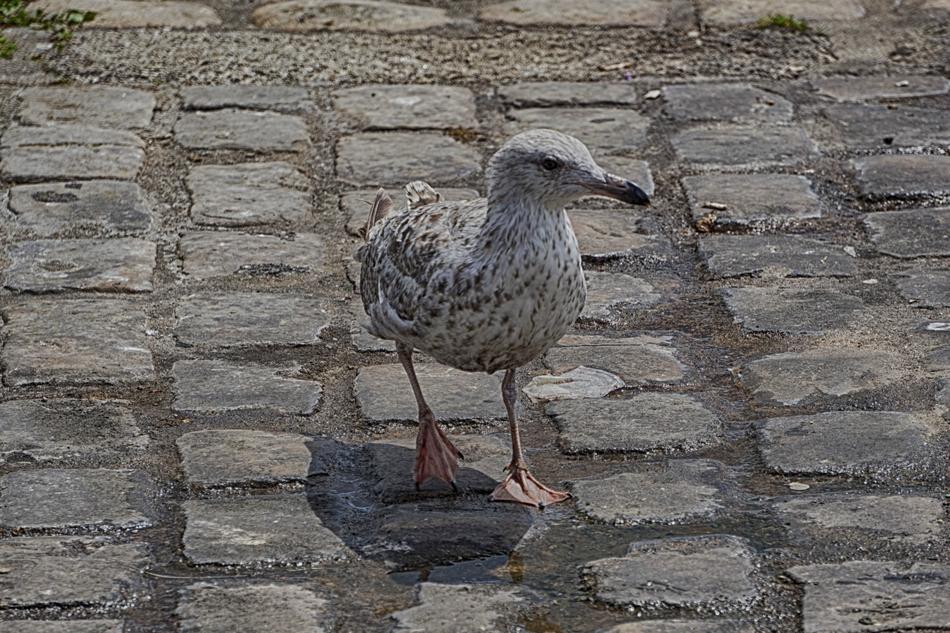 Bird Gull Sea ​​