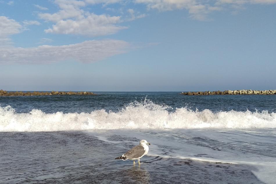 seagull on Sea Waves horizon view