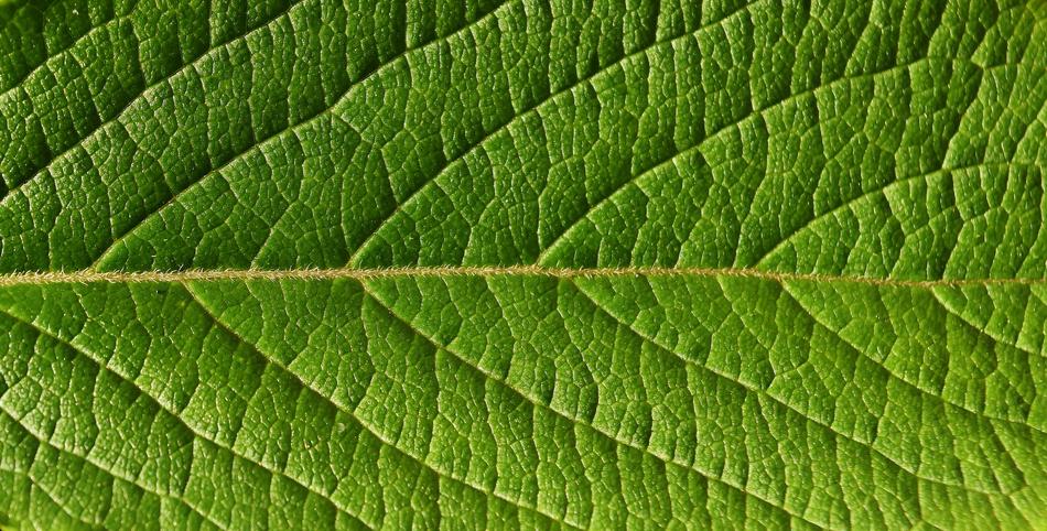 Leaf Close Up Nature