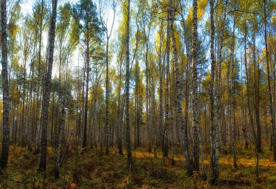 Forest Autumn Nature