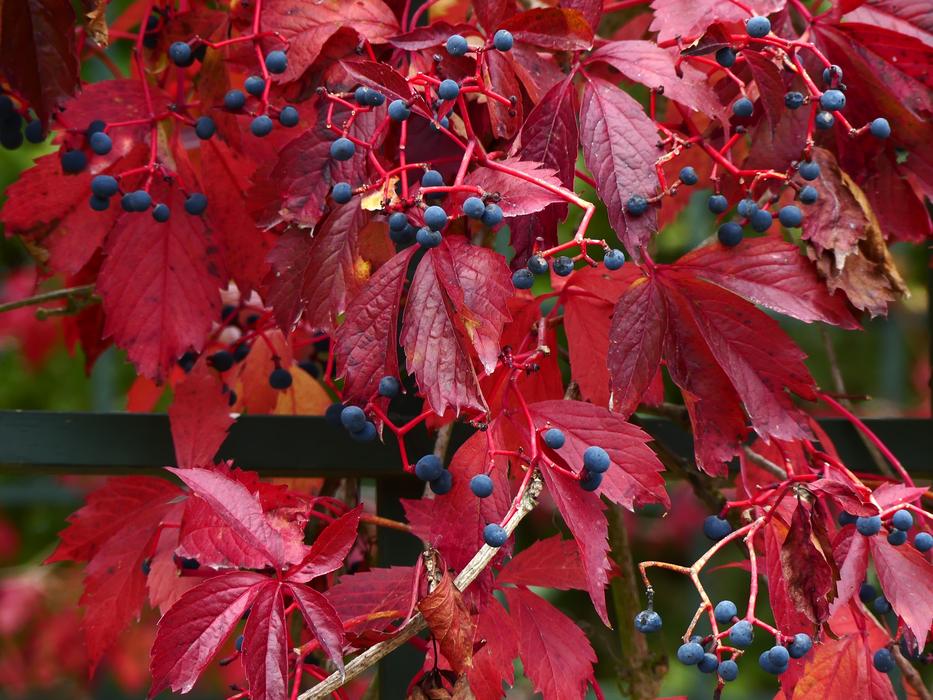 Autumn Flowers Plant