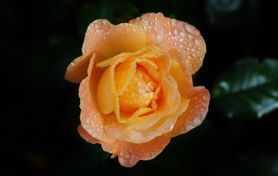 Rose Orange Color