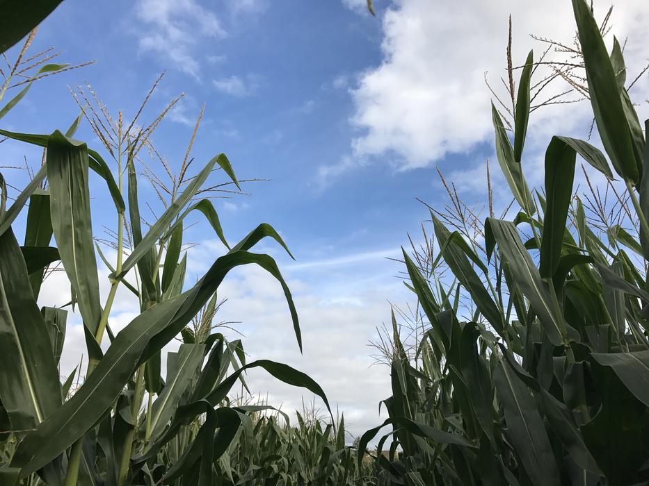 Corn Sky Clouds