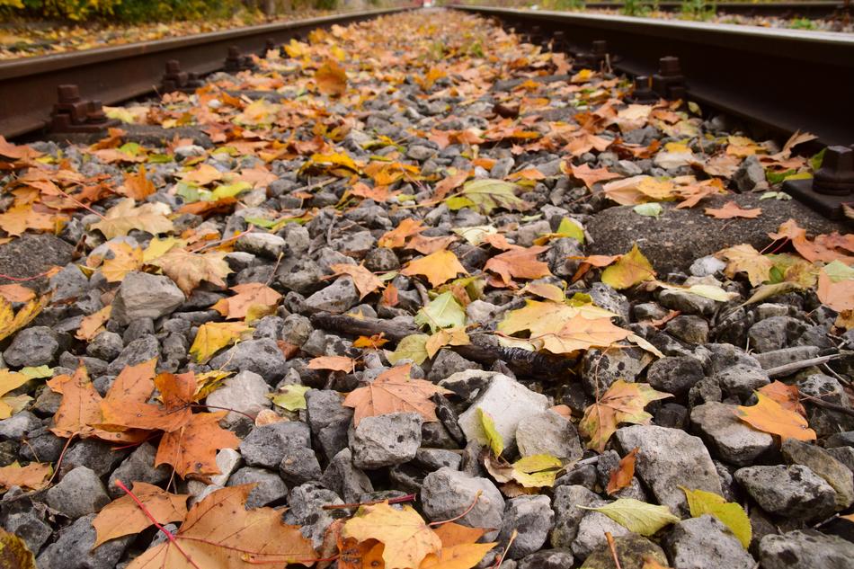 Autumn Leaves In The