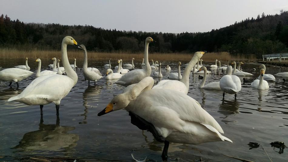 white flamingos in the lake