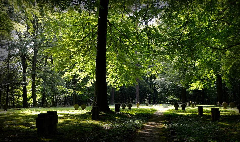 Forest Commemorate Memory