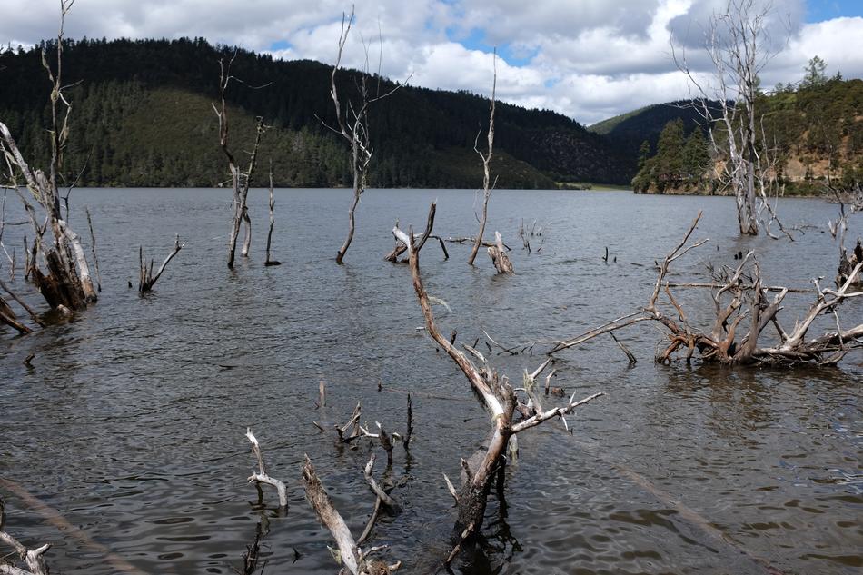 overgrown trees in the lake