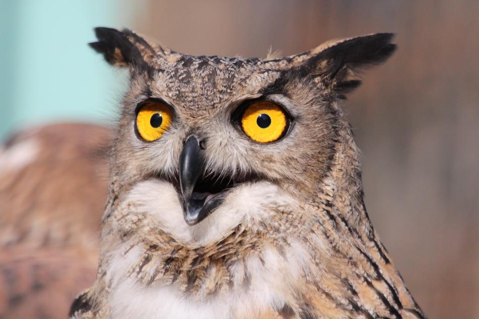 Owl T Female Eagle