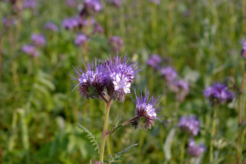 Bueschelschoen Food Source Bee