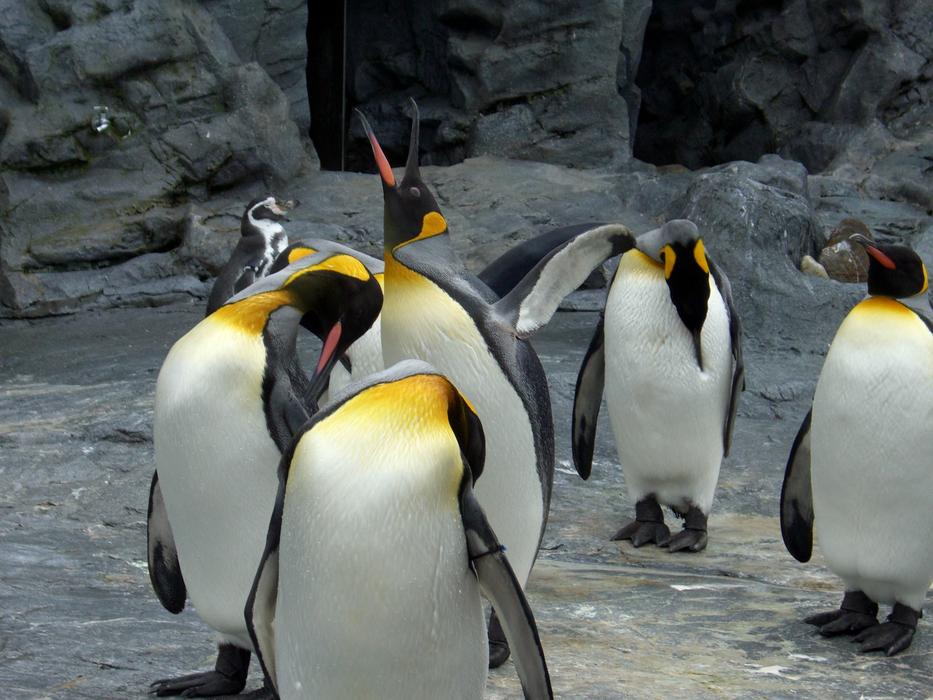 beautiful gorgeous penguins