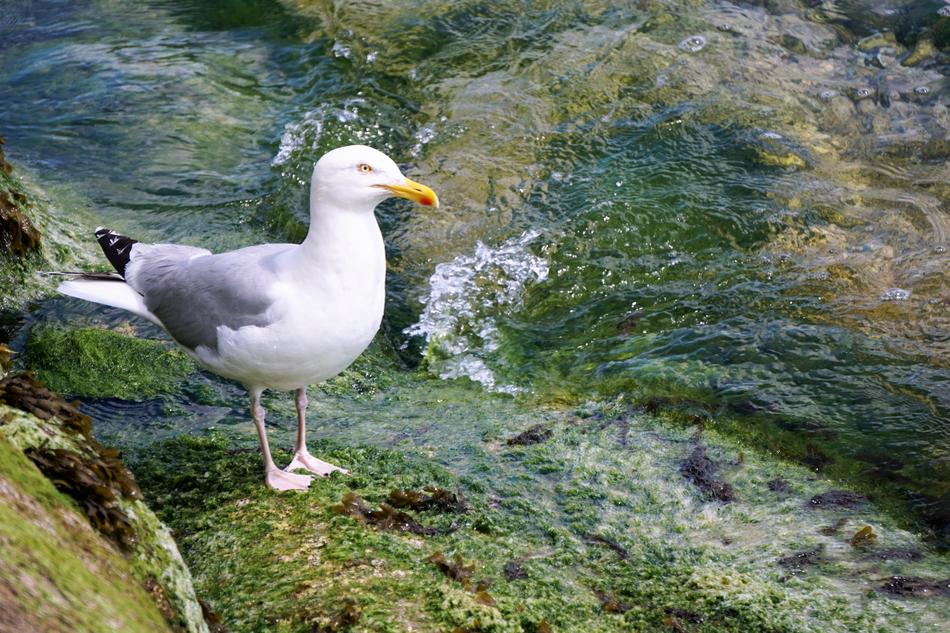 Gull sea ​​Bird