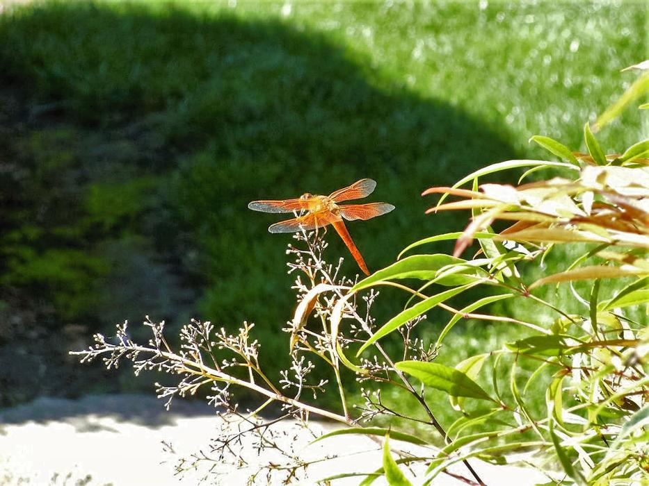Dragonfly Nature Orange
