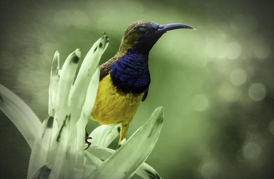 Bird Sunbird Yellow