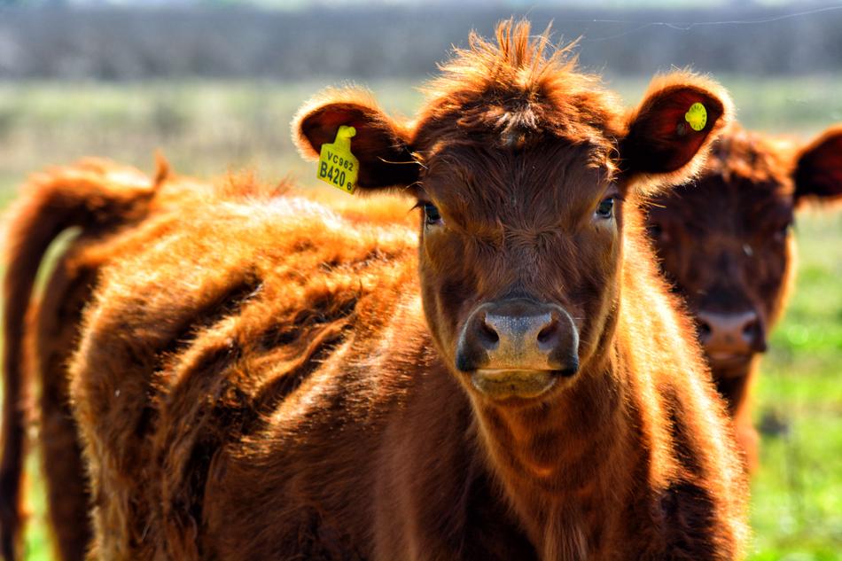 portrait of Cow Field Animals