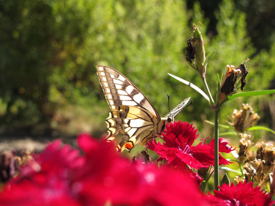 Butterfly Flamed