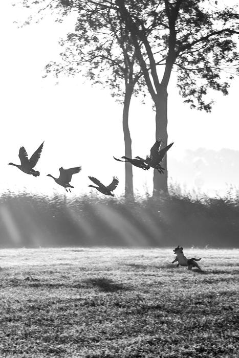 Dog Hunt Cold Black