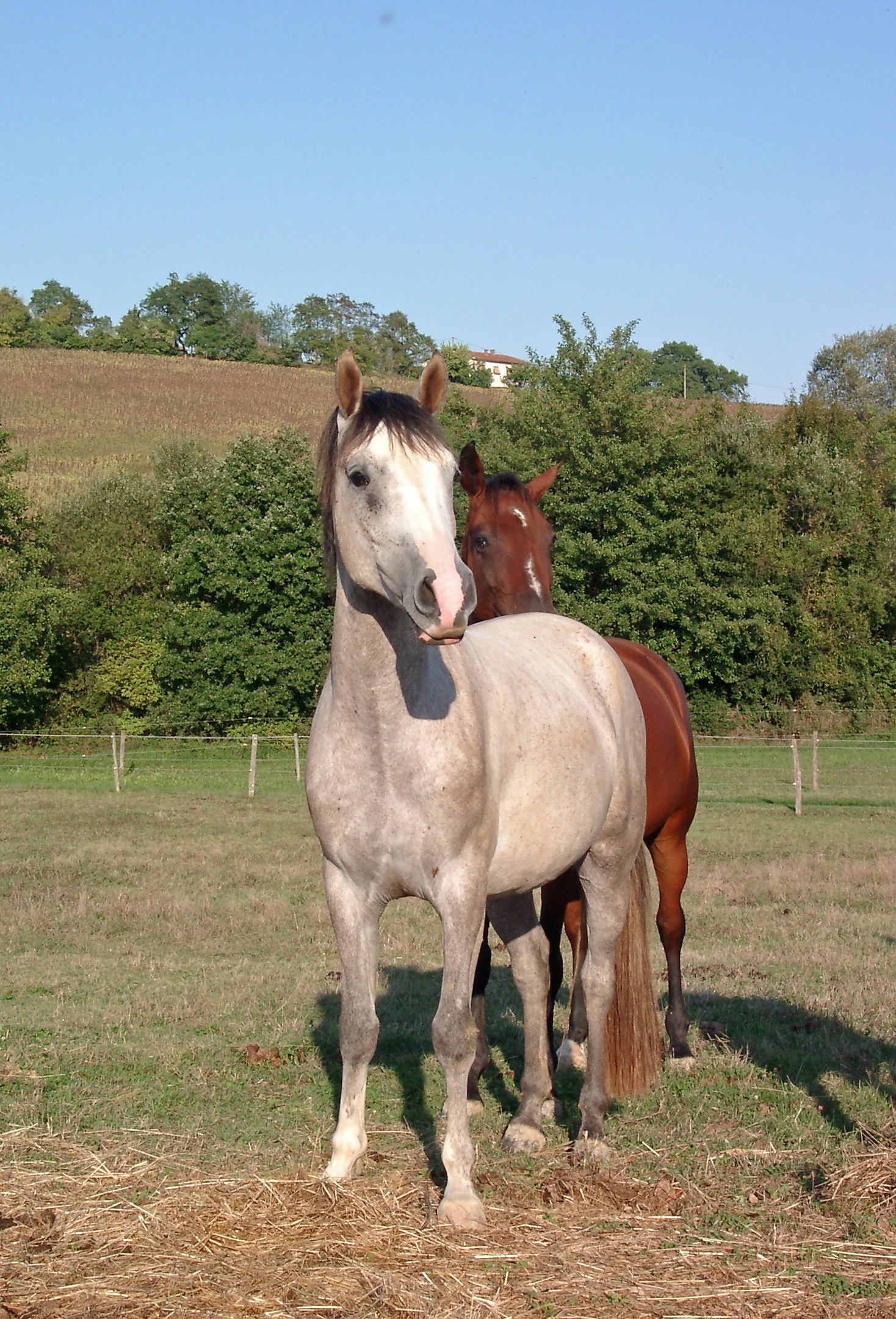 Horse Mating Donkey - ylrwdk1