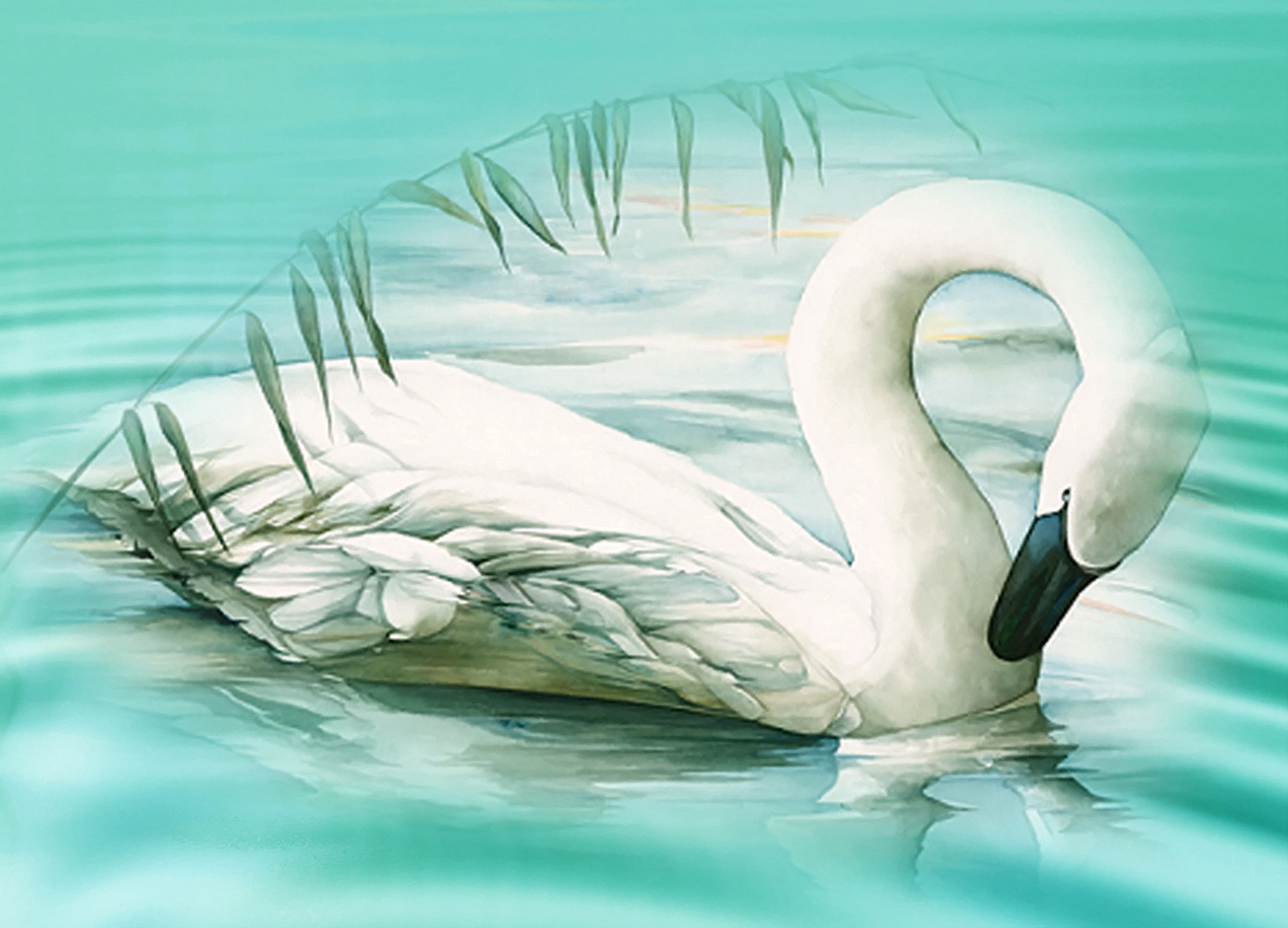 Рисование лебеди на озере