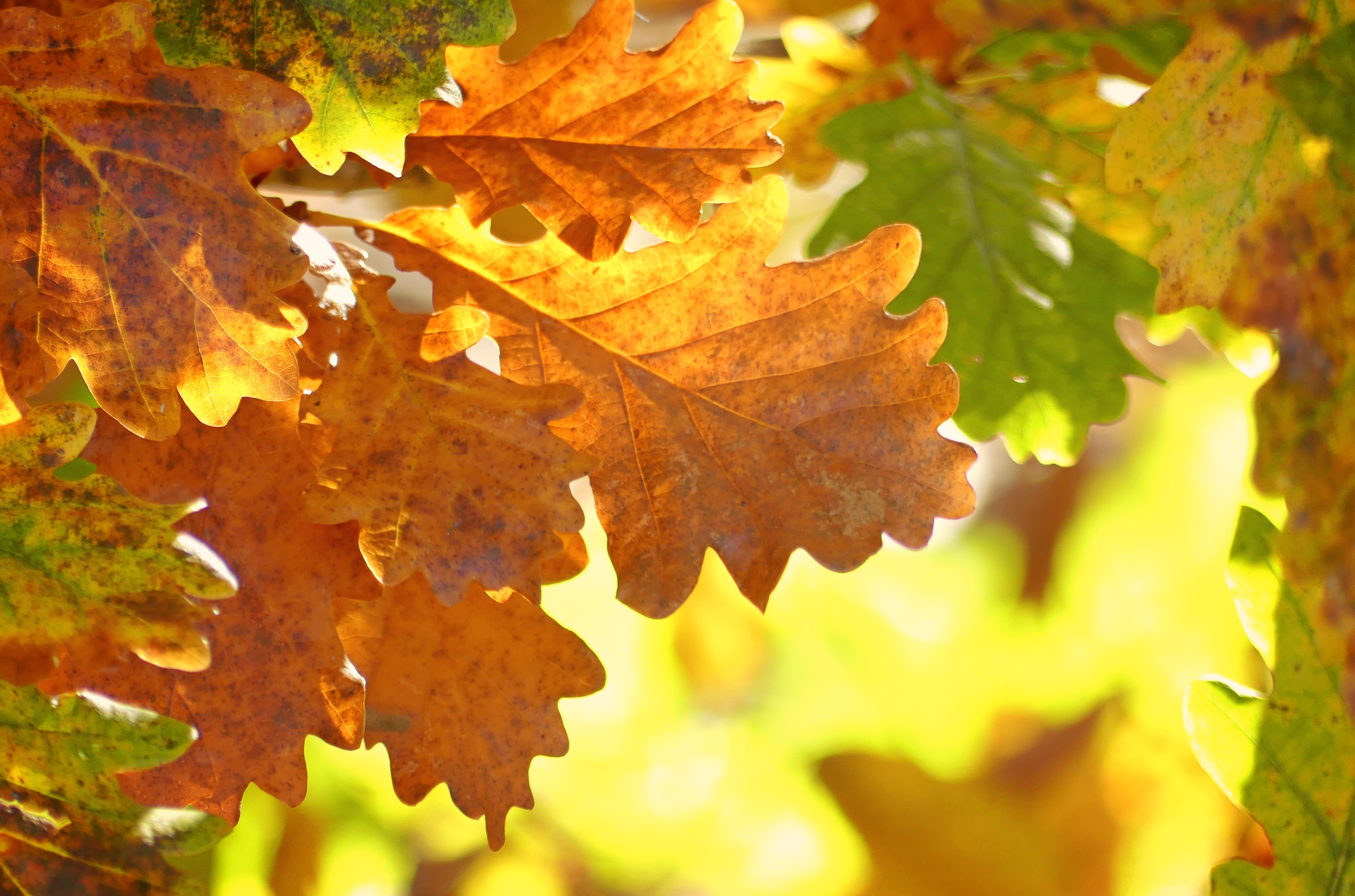 Листьев дуба. Осенние листья. Листья дуба осенью. Осенний дубовый лист. Дубовый лист осенью.